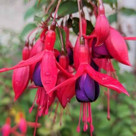 Fuchsia Hardy 9cm Collection