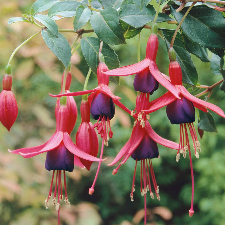 Fuchsia Hardy 9cm Collection