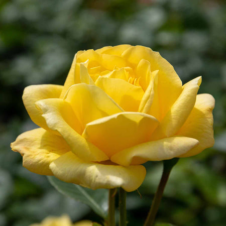 Rose 'Arthur Bell' (Climbing Rose)
