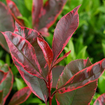 Photinia x fraseri 'Louise'