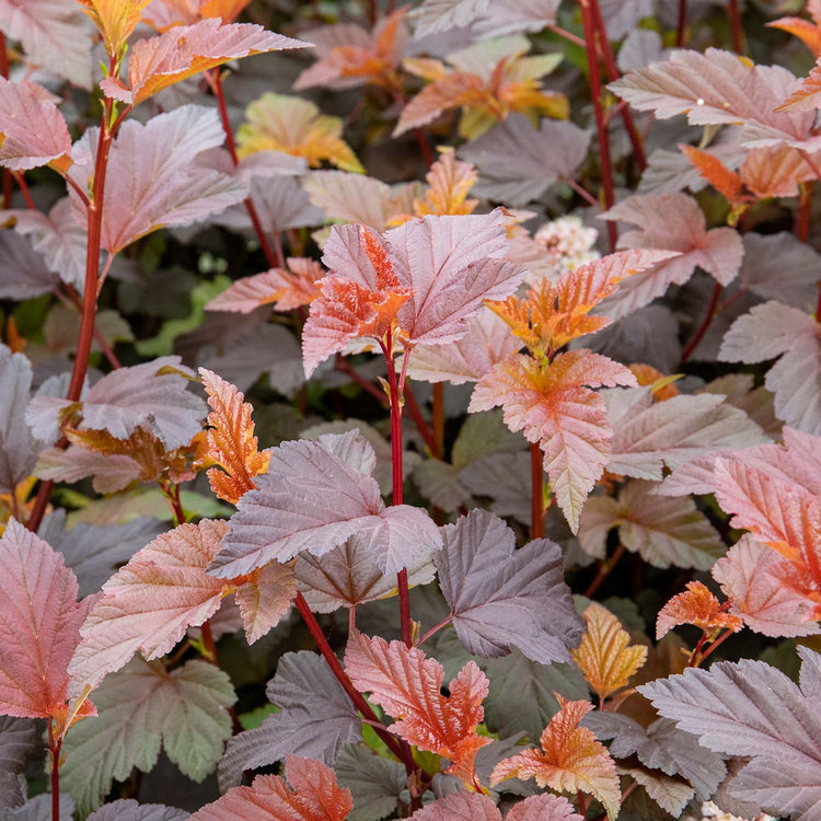 Physocarpus 'Lady in Red'
