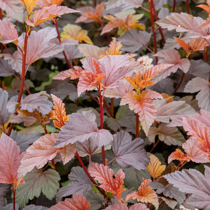 Physocarpus 'Lady in Red'