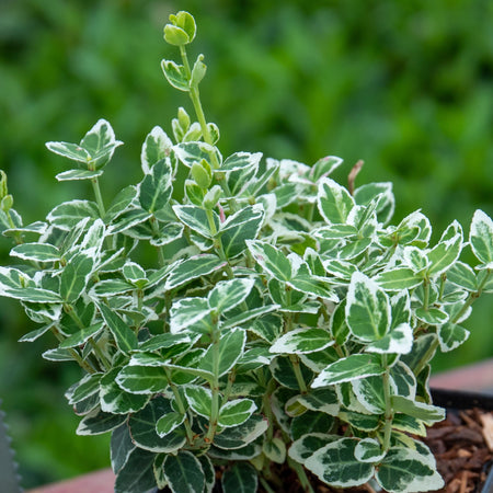Euonymus Fortunei 'Emerald Gaiety'