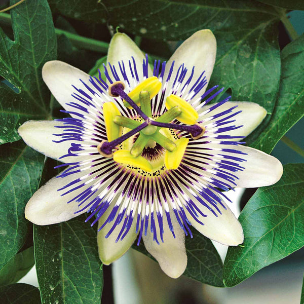 Passion Flower 'Caerulea'
