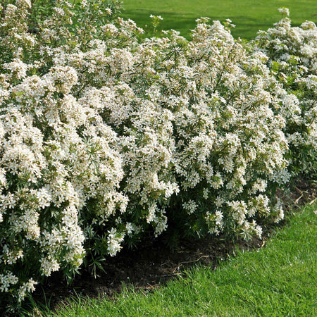 Choisya 'White Dazzler'