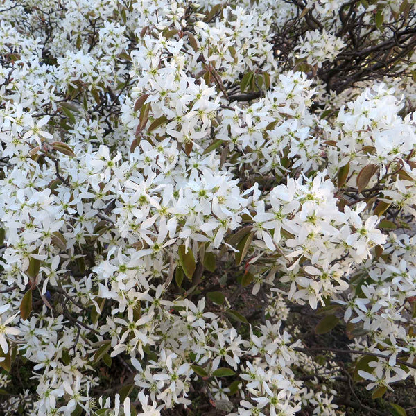 Amelanchier 'Lamarckii'