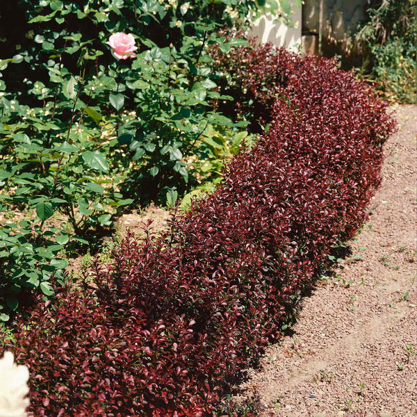 Berberis thunb. 'Plant Atropurpurea Nana'