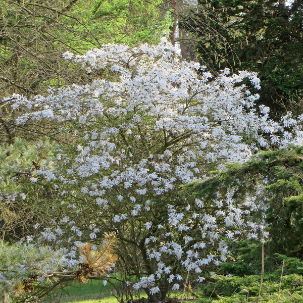 Magnolia Stellata 'Royal Star'