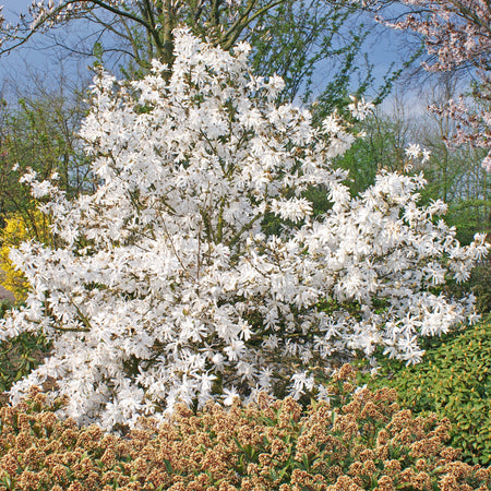 Magnolia Stellata 'Royal Star'