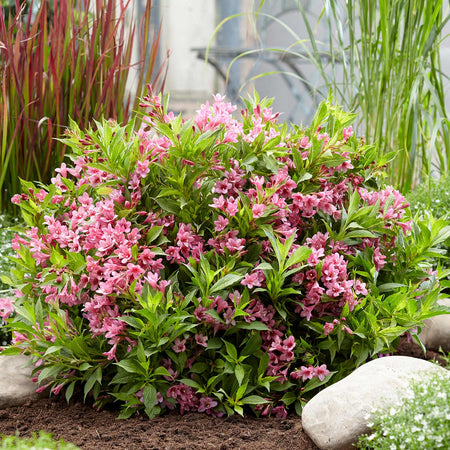 Weigela Picobella 'Rosa'