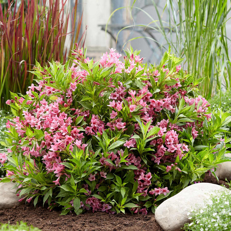Weigela Picobella 'Rosa'