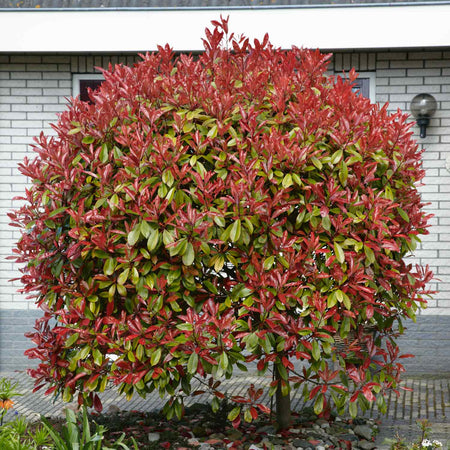 Photinia 'Red Robin'