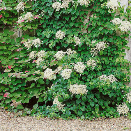 Climbing Hydrangea 'Petiolaris'
