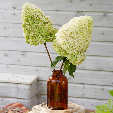 Hydrangea 'Hercules'