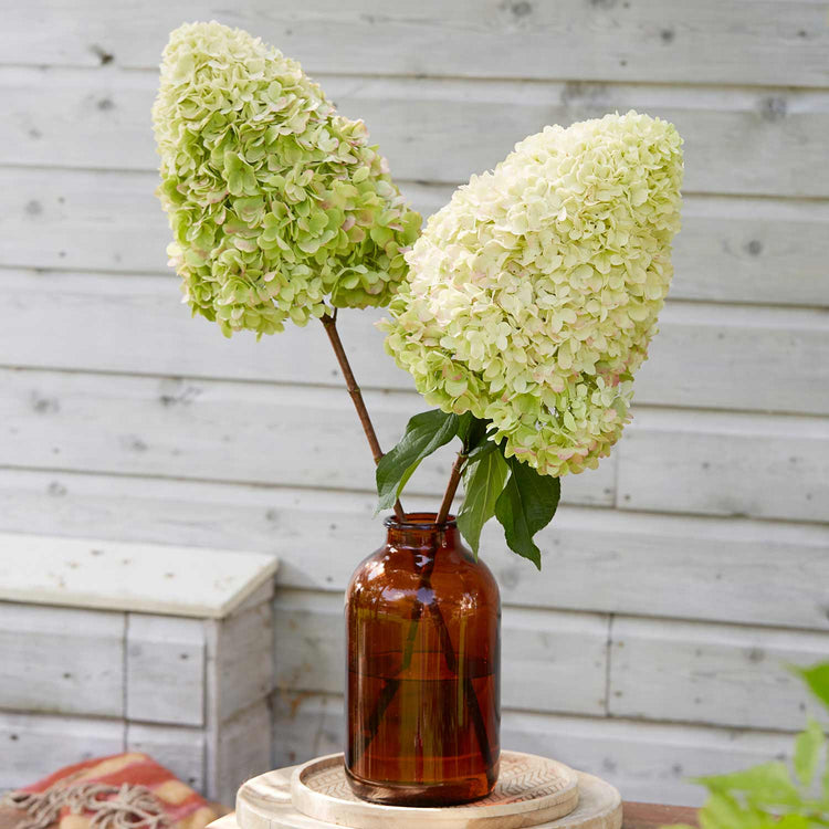 Hydrangea 'Hercules'