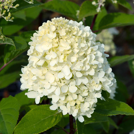 Hydrangea 'Mojito'