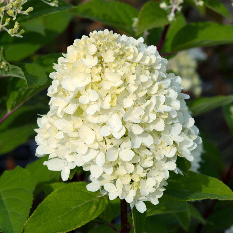 Hydrangea 'Mojito'