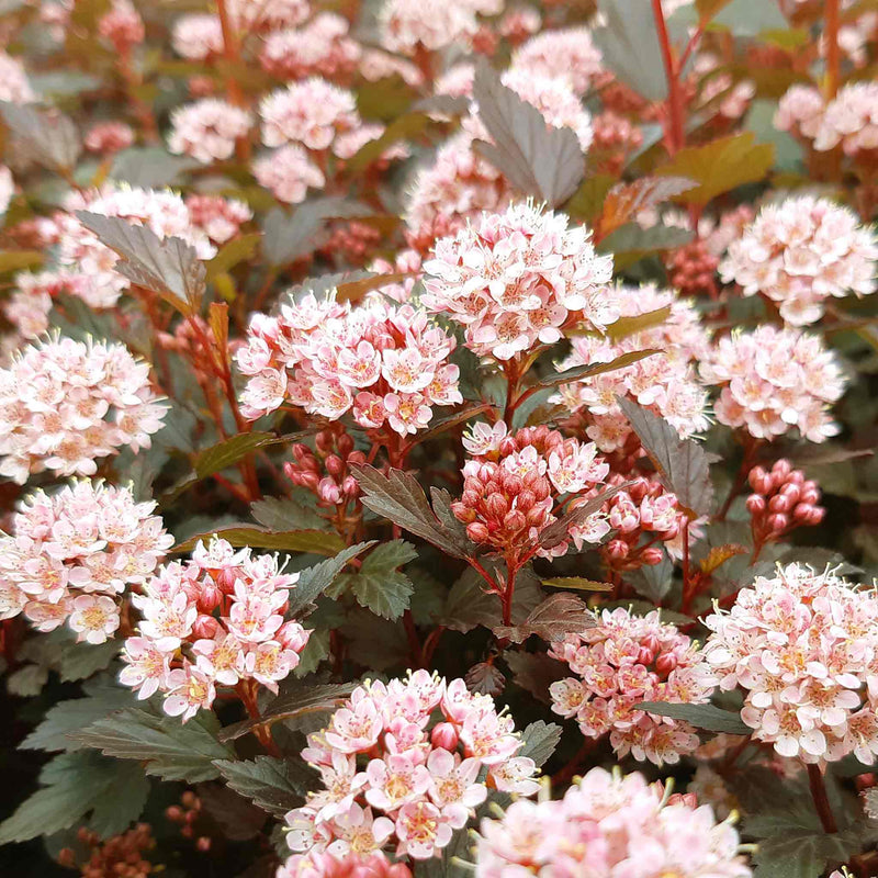Physocarpus 'Little Joker'