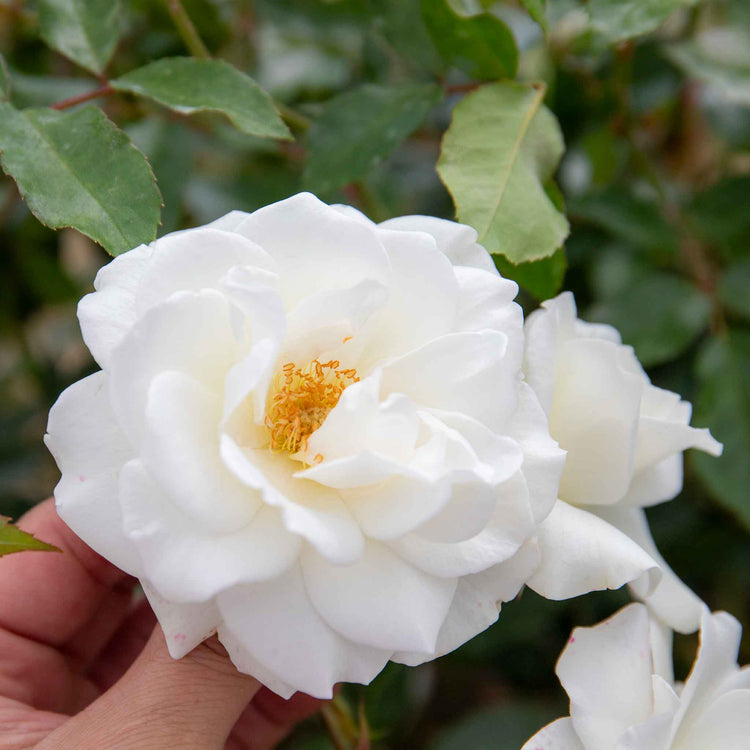 Climbing Rose Collection