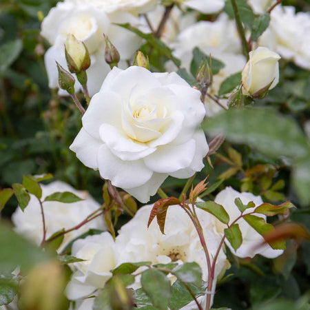 Rose ‘Iceberg’ (Climbing Rose)