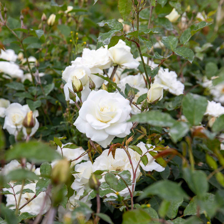 Climbing Rose Collection