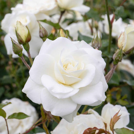 Rose ‘Iceberg’ (Climbing Rose)