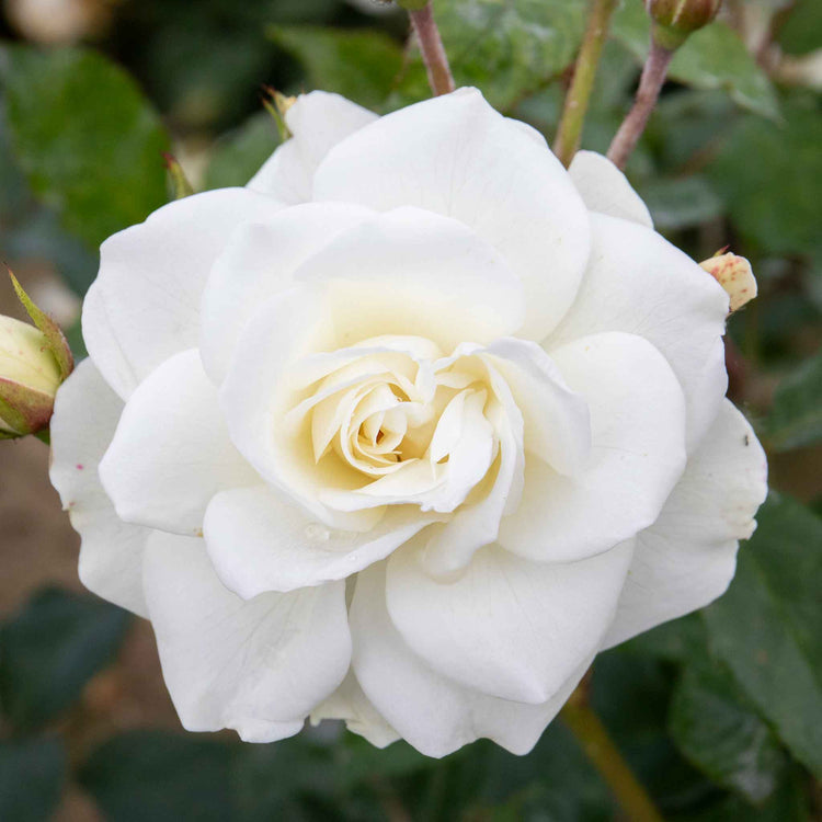 Climbing Rose Collection
