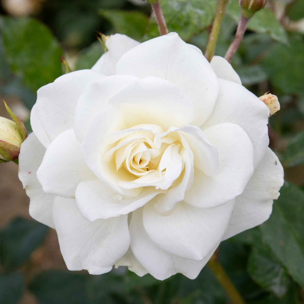 Rose ‘Iceberg’ (Climbing Rose)