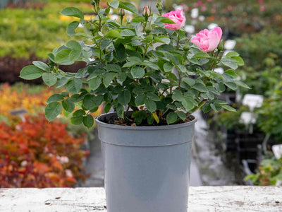 Rose SEE YOU® In Rosé growing in a 4 litre pot at the nursery, showing the established plant before despatch.