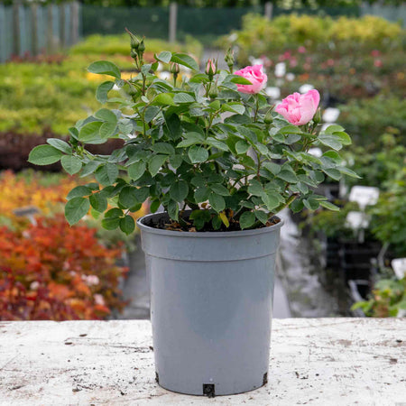 Rose ‘SEE YOU in Rosé’ (Floribunda)