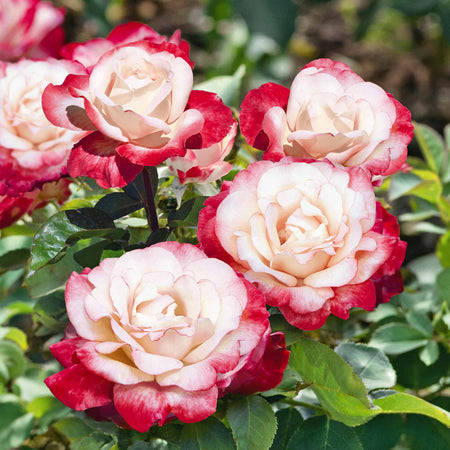Rose 'Nostalgia' (Hybrid Tea)