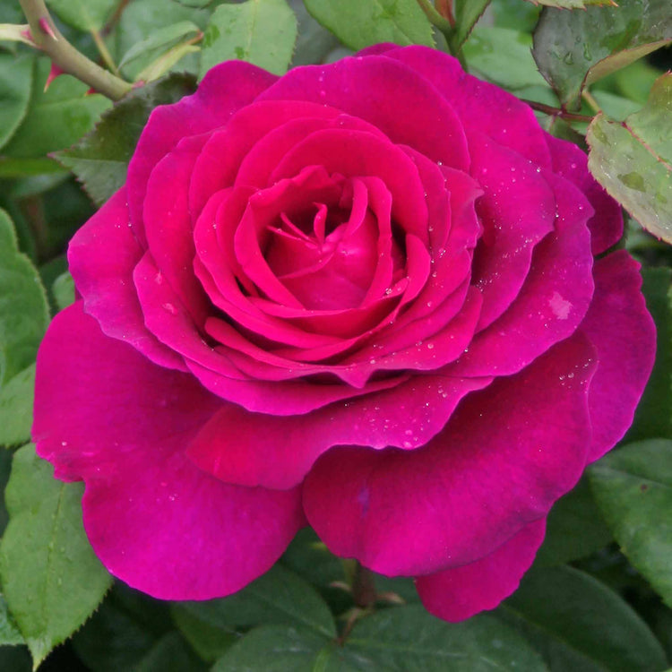 Rose ‘Pure Poetry’ (Hybrid Tea)