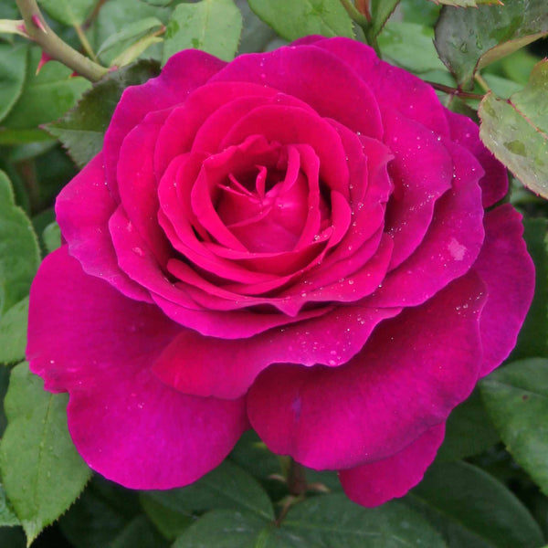 Rose ‘Pure Poetry’ (Hybrid Tea)
