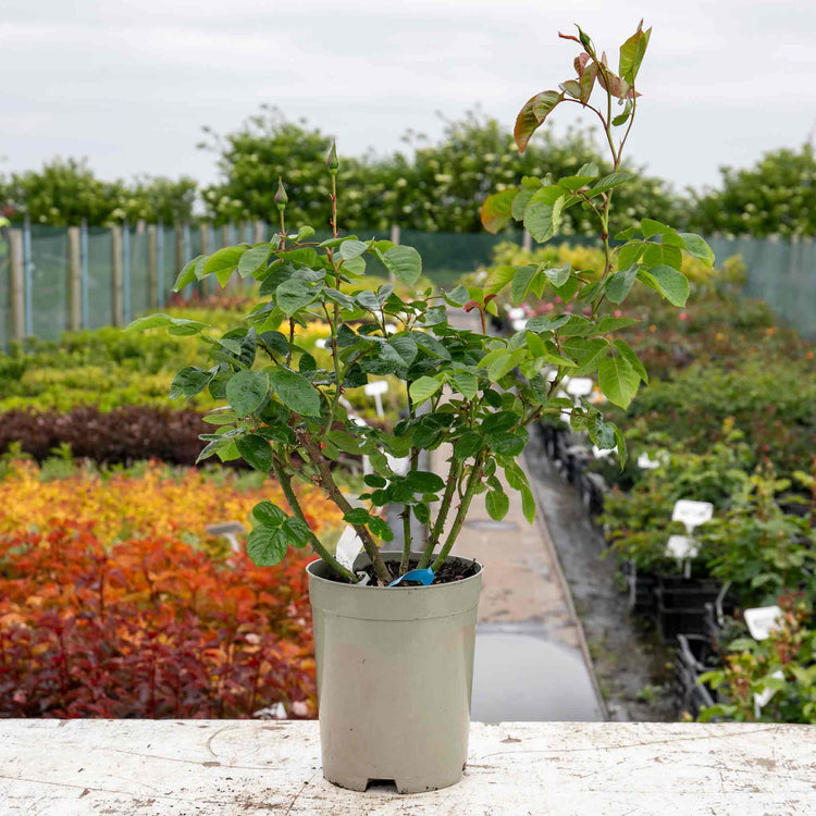 Rose ‘Scent from Heaven’ ROTY 2017 (Climbing Rose)