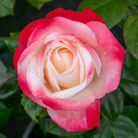 Rose 'Nostalgia' (Hybrid Tea)