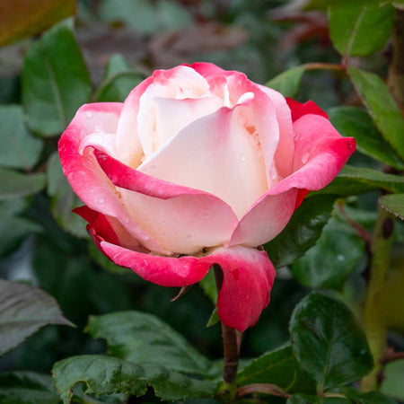 Rose 'Nostalgia' (Hybrid Tea)