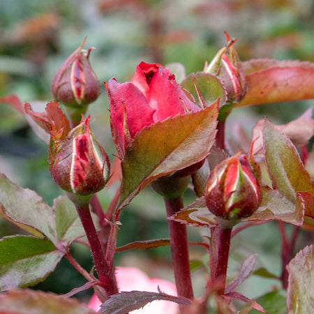 Rose 'Nostalgia' (Hybrid Tea)