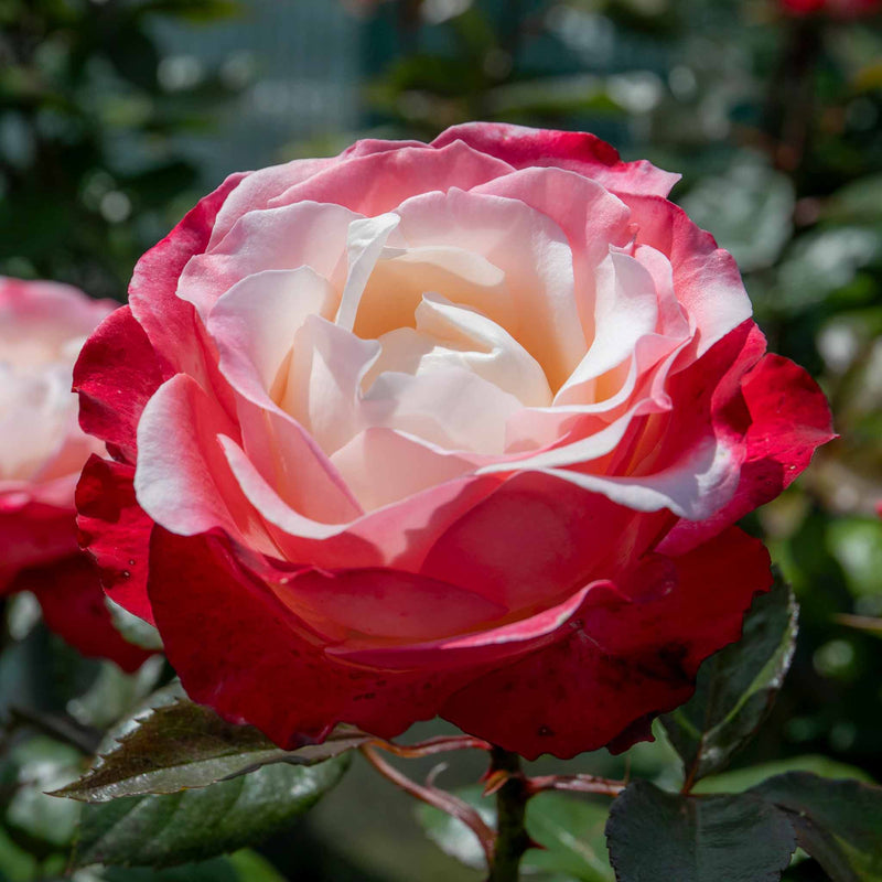 Rose 'Nostalgia' (Hybrid Tea)