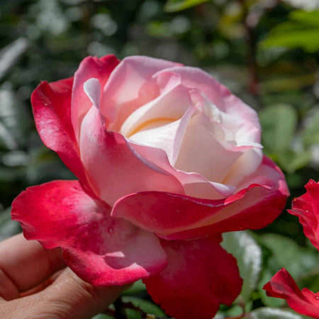 Rose 'Nostalgia' (Hybrid Tea)