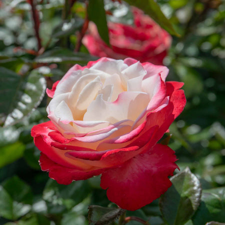 Rose 'Nostalgia' (Hybrid Tea)