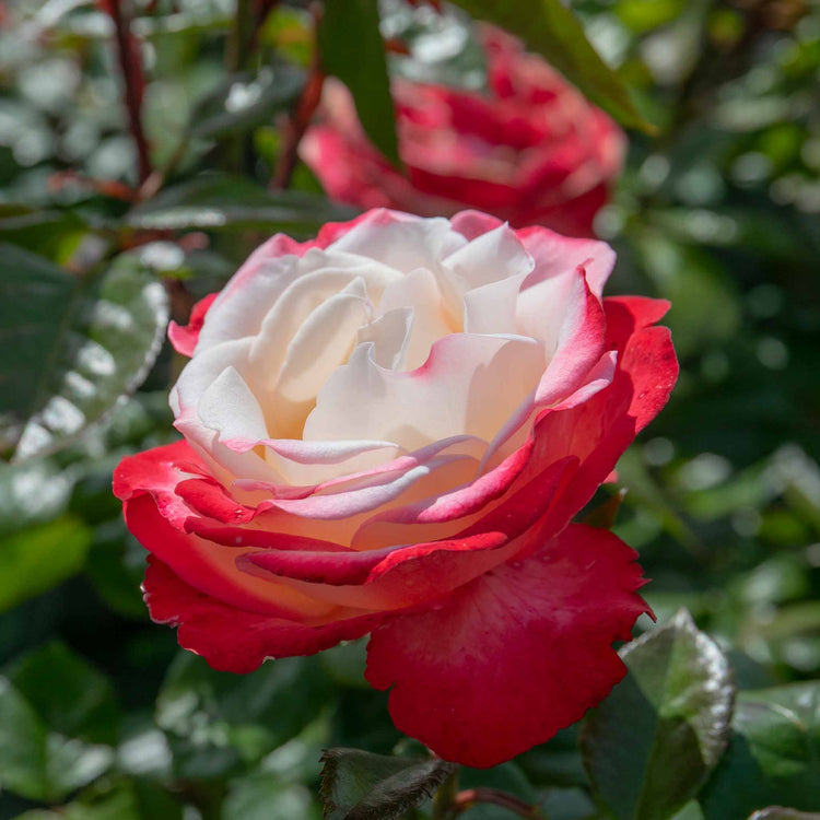 Rose 'Nostalgia' (Hybrid Tea)