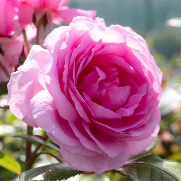 Rose ‘Mum in a Million’ (Hybrid Tea)