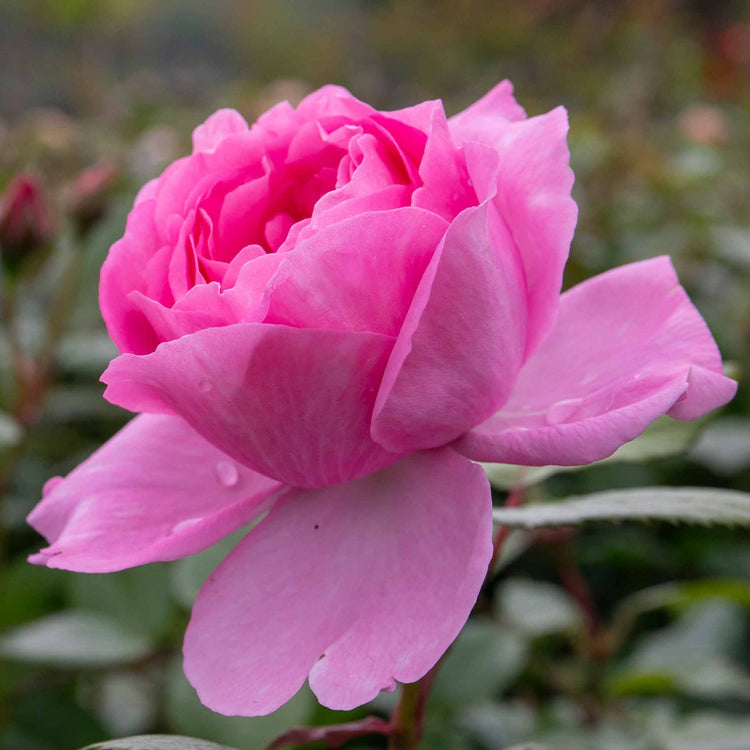 Rose ‘Mum in a Million’ (Hybrid Tea)
