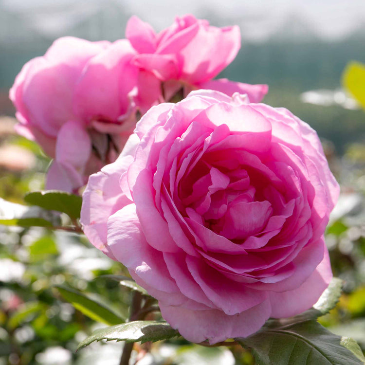 Rose ‘Mum in a Million’ (Hybrid Tea)