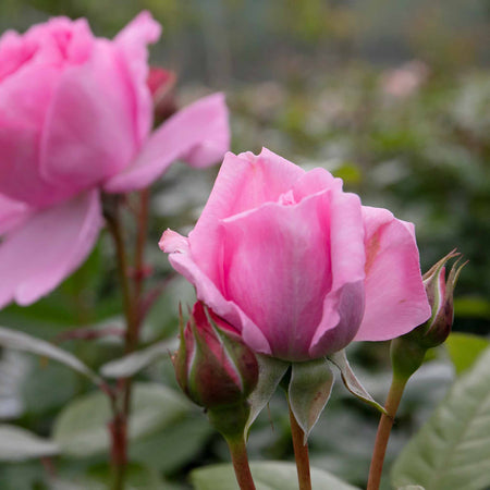 Rose ‘Mum in a Million’ (Hybrid Tea)