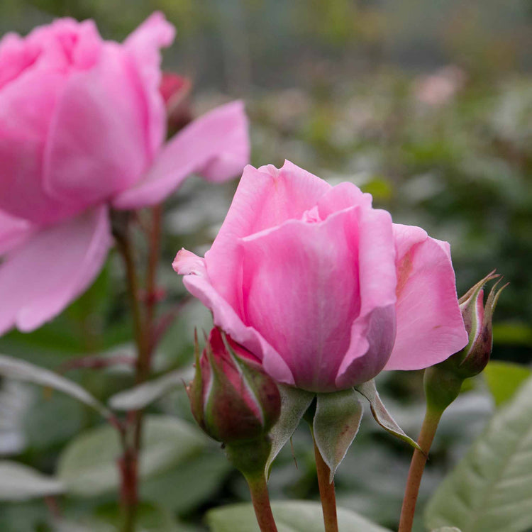 Rose ‘Mum in a Million’ (Hybrid Tea)