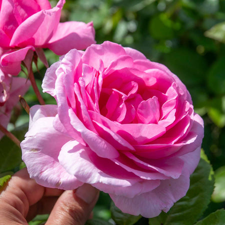Rose ‘Mum in a Million’ (Hybrid Tea)