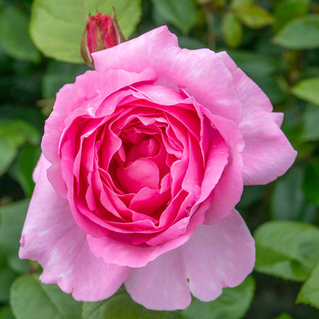 Rose ‘Mum in a Million’ (Hybrid Tea)