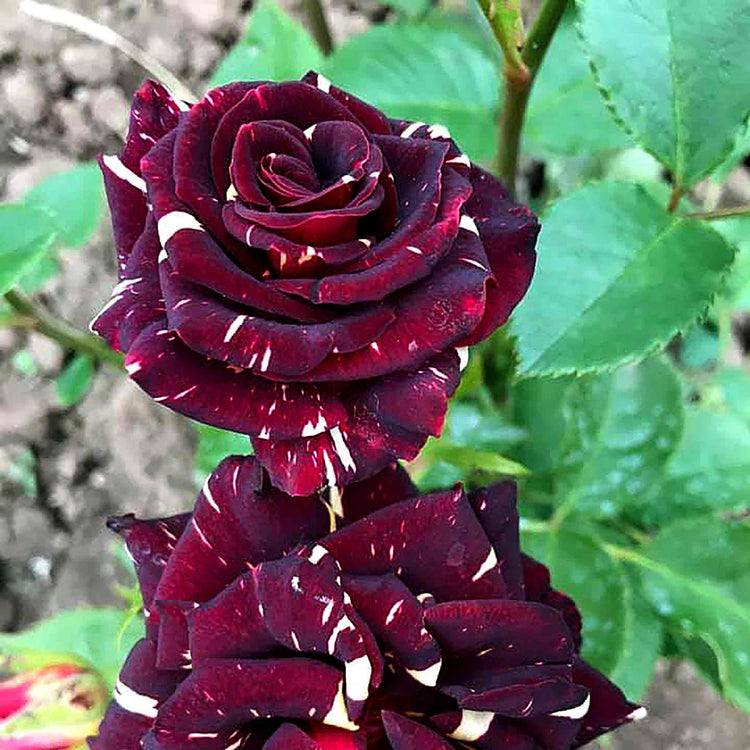 Rose ‘Abracadabra’ (Floribunda)