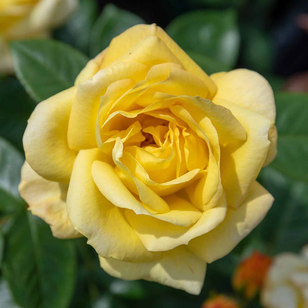 Rose ‘Arthur Bell’ (Floribunda)